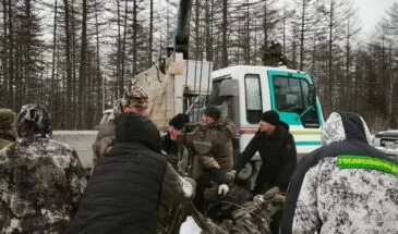 Охотоведы спасли обессиленного лося и передали ветеринарам на Сахалине