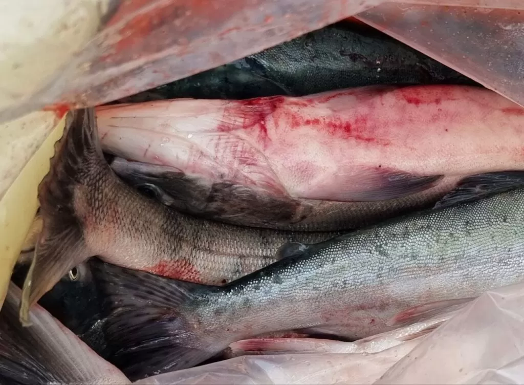 Суточную норму вылова горбуши увеличили на Сахалине