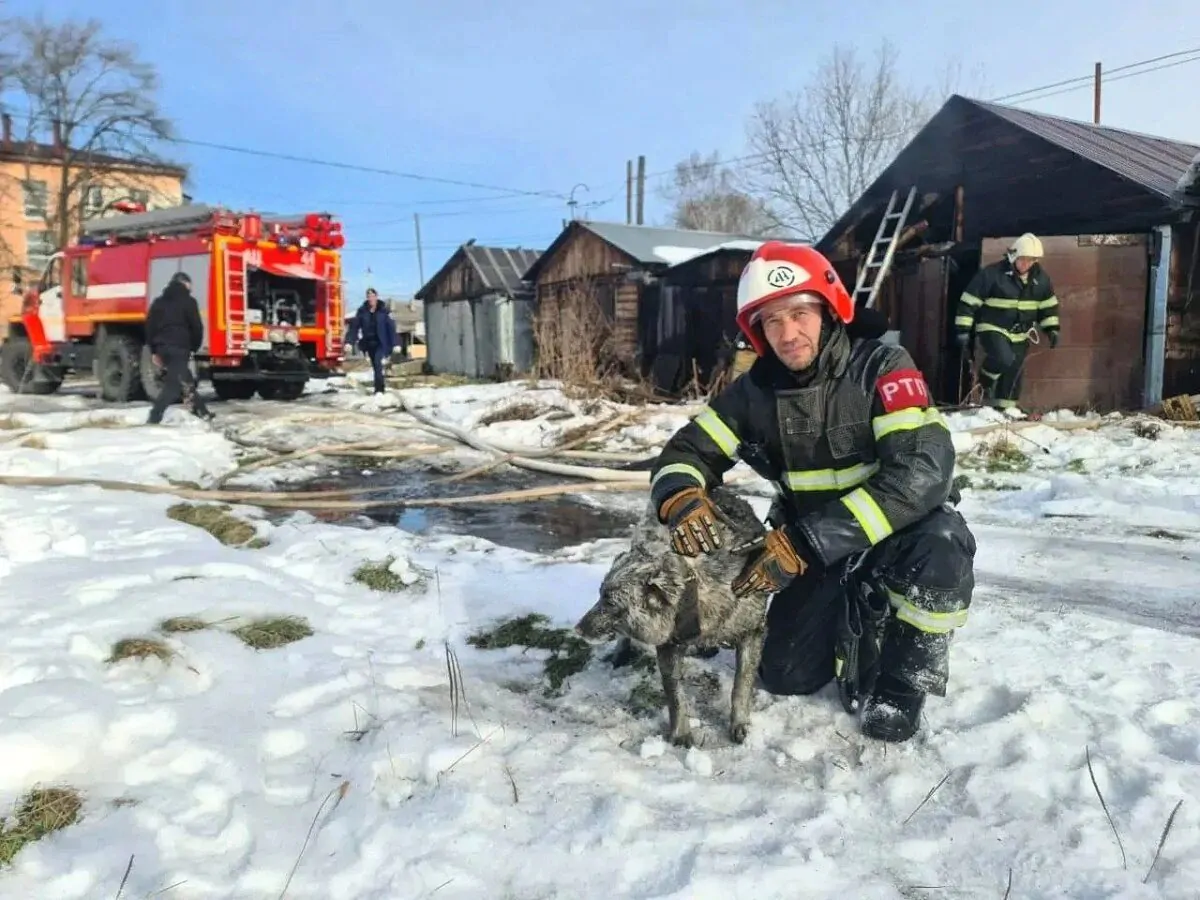 На Сахалине пожарные спасли собаку из горящего гаража