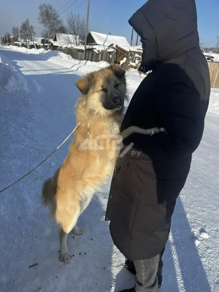 Собаку привязали к мусорной площадке на Сахалине
