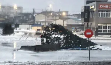 Ураган повалил елку на Курилах