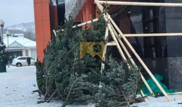 Фотофакт. Живые елки начали продавать в Южно-Сахалинске