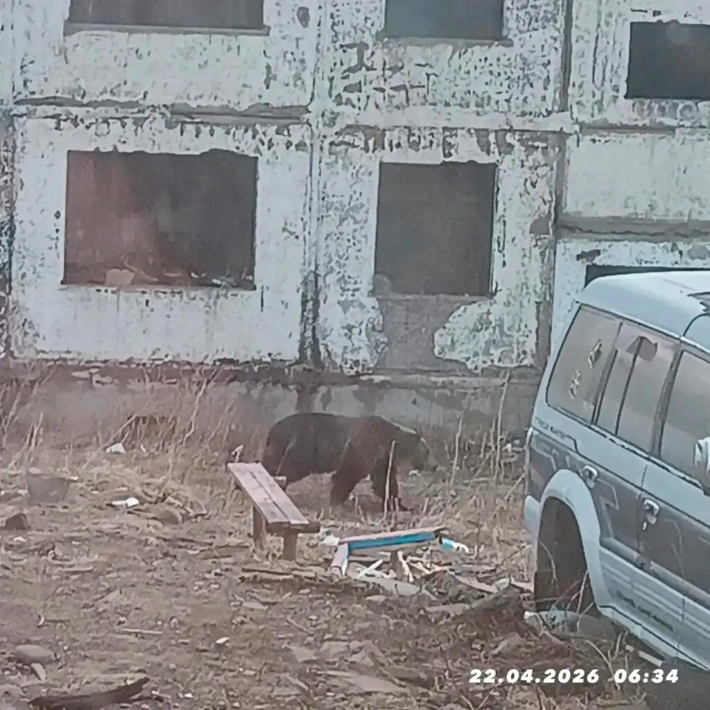 В курильском селе Горное ликвидировали медведя