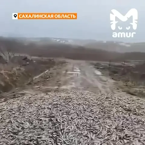 Мертвой мойвой перекрыли дорогу на Сахалине