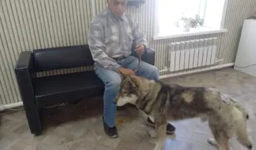 «Настоящий герой!» Пес спас хозяина от медведя на Сахалине