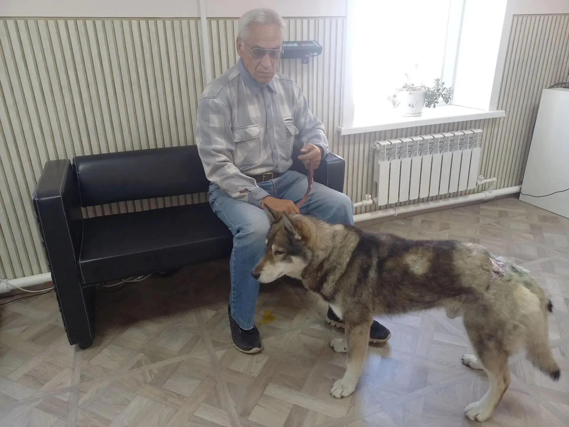 «Настоящий герой!» Пес спас хозяина от медведя на Сахалине
