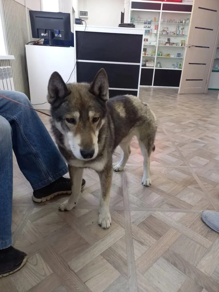 "Настоящий герой!" Пес спас хозяина от медведя на Сахалине