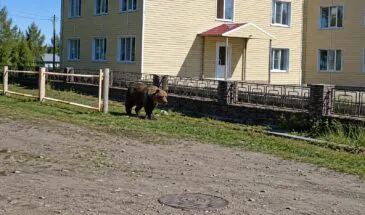 Медведя заметили в Курильске: власти усилили контроль после серии выходов хищников к людям