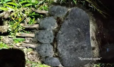 Медведь весом 350 кг бросился на мужчину во дворе дома на Курилах