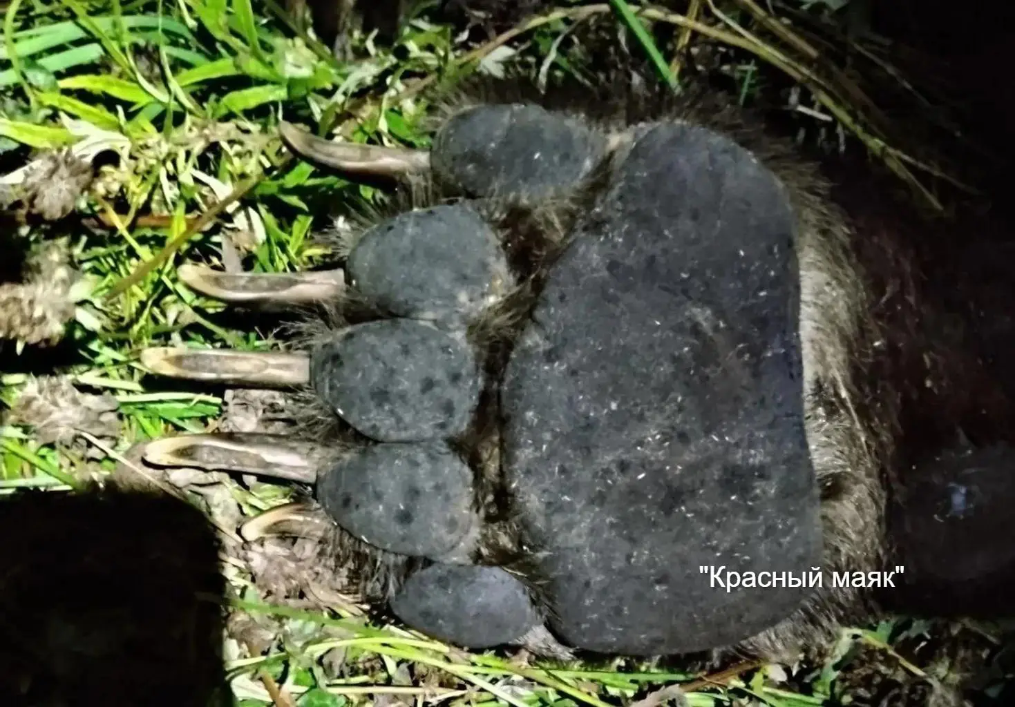 Медведь весом 350 кг бросился на мужчину во дворе дома на Курилах