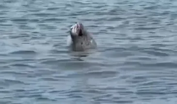 Морской котик устроил показательное шоу с рыбалкой у берегов Сахалина — видео