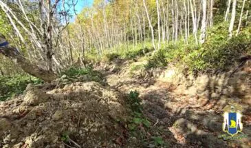 Коммерсанта на Сахалине заподозрили в незаконной рубке леса на 2,5 млн рублей