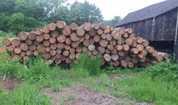 Беспилотник помог полиции поймать «черного» лесоруба на Сахалине