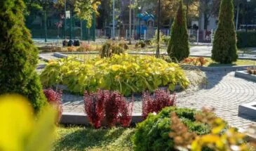 Более 5800 деревьев и кустарников высадят в Южно-Сахалинске до конца октября